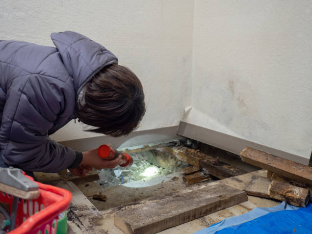 Best Black Mold Removal  in Bryan, OH
