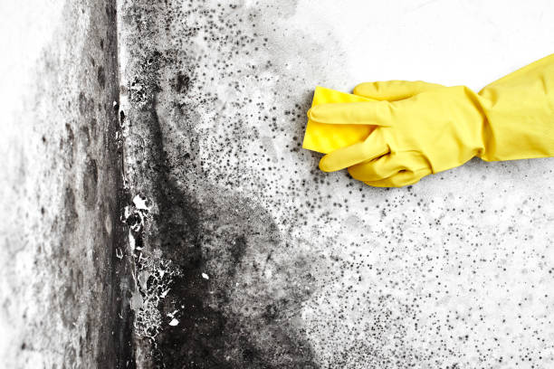 Best Emergency Mold Remediation  in Bryan, OH