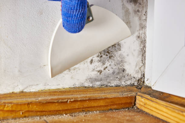 Best Basement Mold Removal  in Bryan, OH