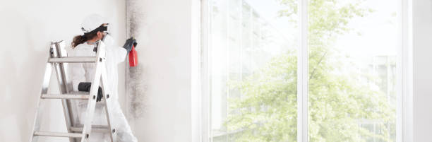 Mold Odor Removal Services in Bryan, OH