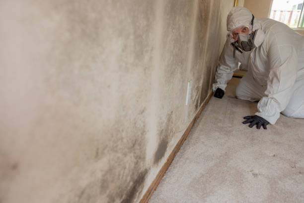 Best Industrial Mold Remediation  in Bryan, OH